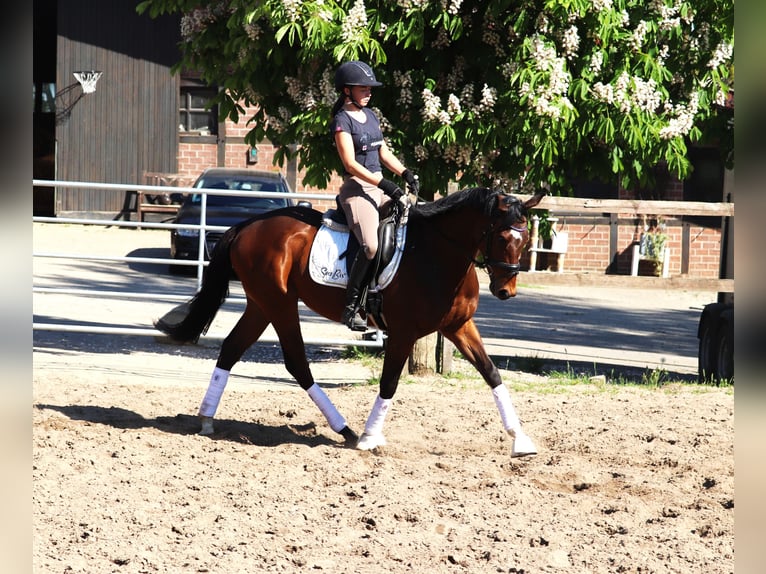 Cheval de sport irlandais Croisé Hongre 4 Ans 160 cm Bai in Uelsen