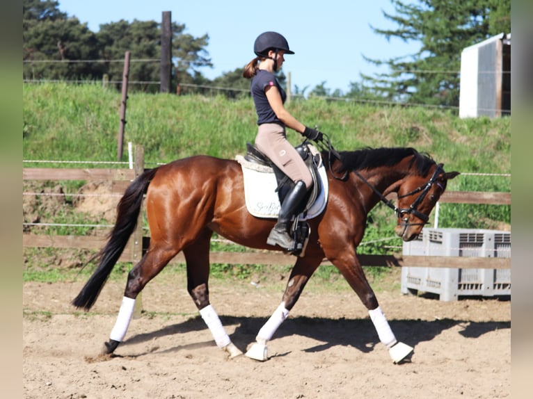 Cheval de sport irlandais Croisé Hongre 4 Ans 160 cm Bai in Uelsen