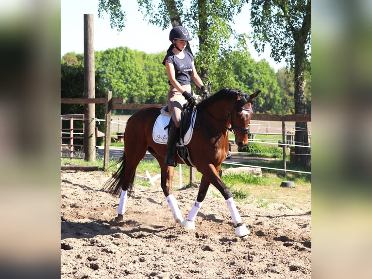 Cheval de sport irlandais Croisé Hongre 4 Ans 160 cm Bai in Uelsen