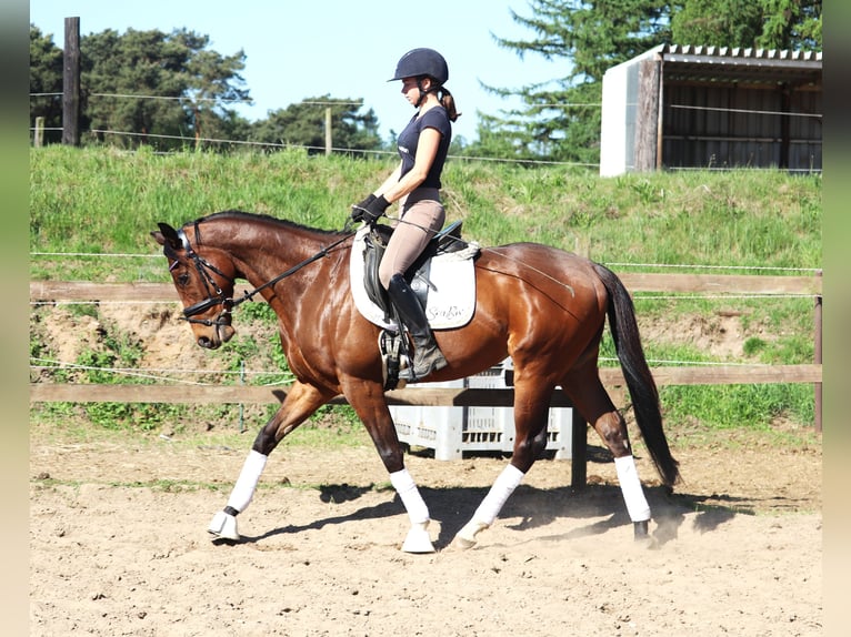 Cheval de sport irlandais Croisé Hongre 4 Ans 160 cm Bai in Uelsen