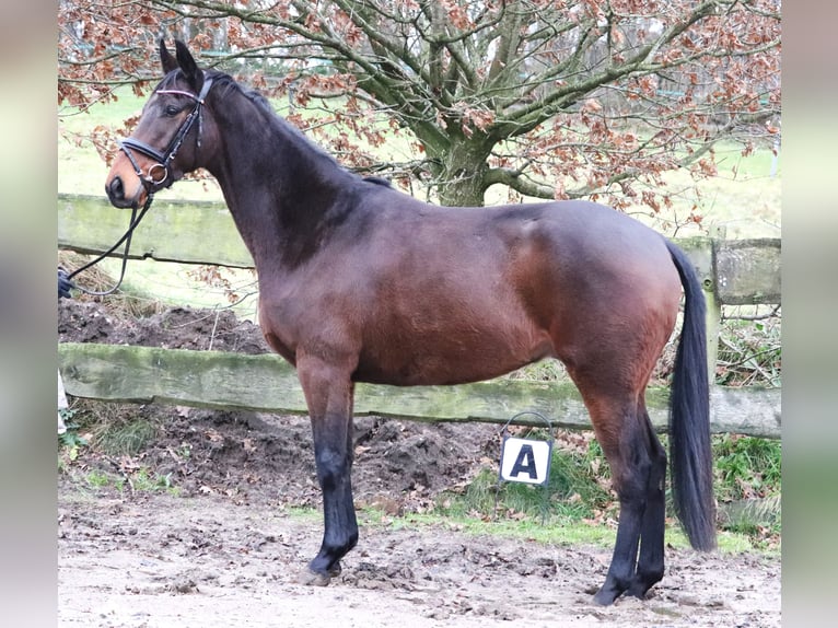 Cheval de sport irlandais Croisé Hongre 4 Ans 160 cm Bai in uelsen