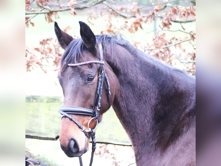 Cheval de sport irlandais Croisé Hongre 4 Ans 160 cm Bai in uelsen