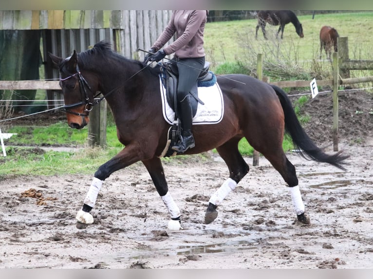 Cheval de sport irlandais Croisé Hongre 4 Ans 160 cm Bai in uelsen