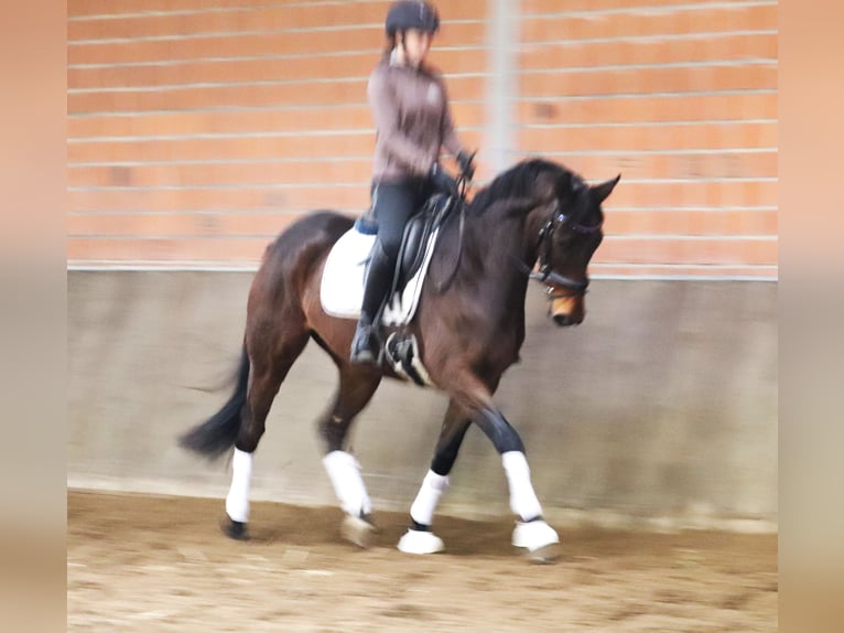 Cheval de sport irlandais Croisé Hongre 4 Ans 160 cm Bai in uelsen