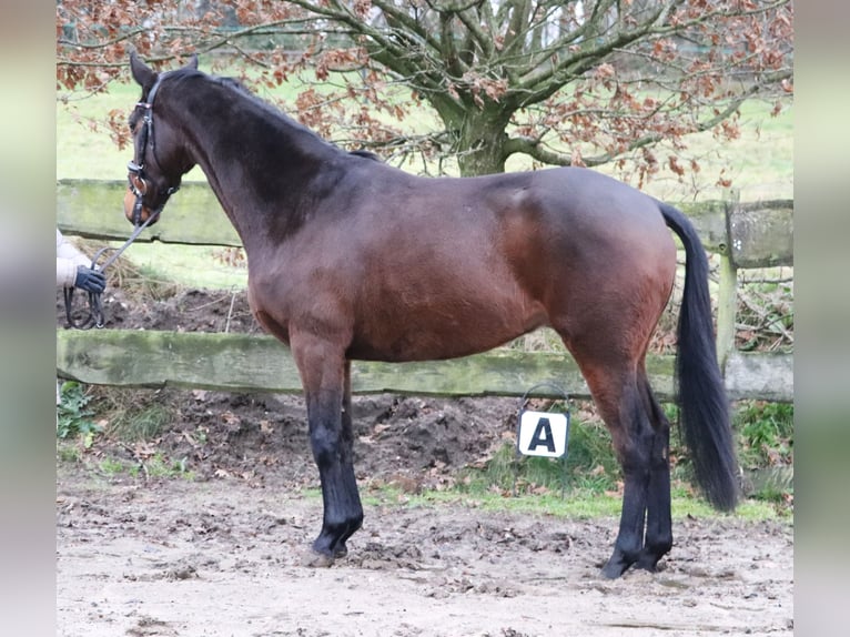 Cheval de sport irlandais Croisé Hongre 4 Ans 160 cm Bai in uelsen