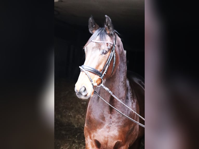 Cheval de sport irlandais Croisé Hongre 4 Ans 160 cm Bai in uelsen