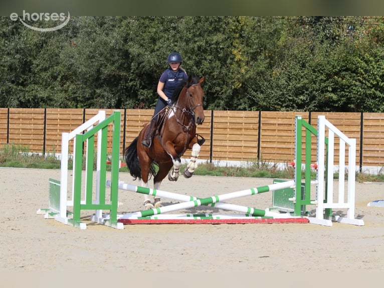 Cheval de sport irlandais Hongre 4 Ans 160 cm Pinto in Pepingen