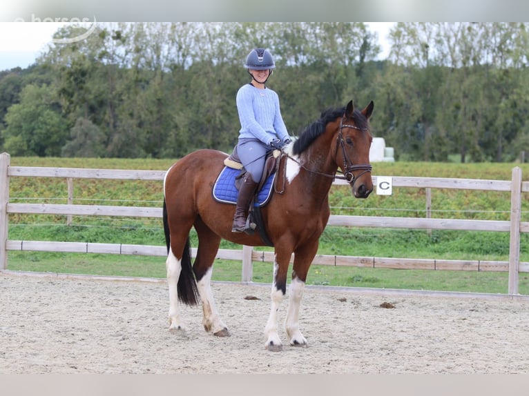 Cheval de sport irlandais Hongre 4 Ans 160 cm Pinto in Pepingen
