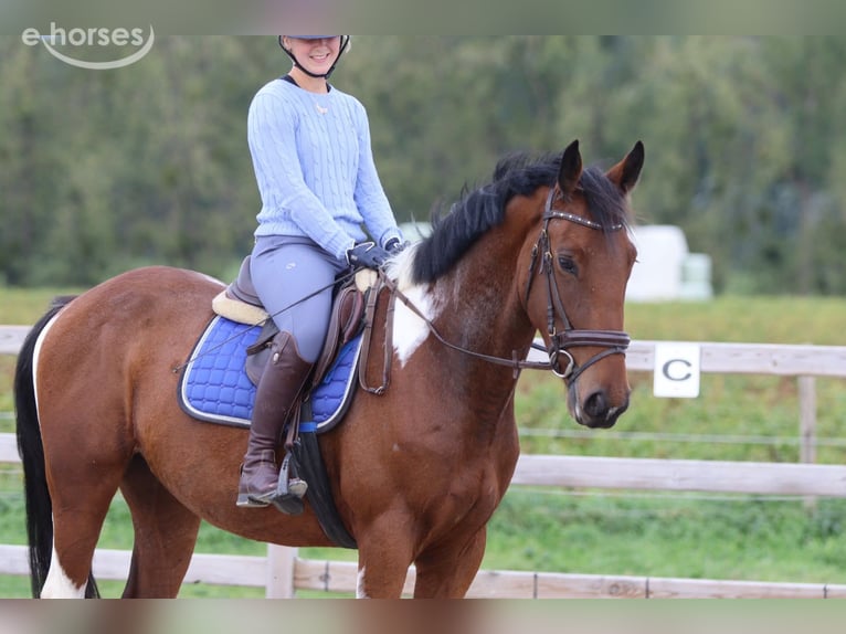 Cheval de sport irlandais Hongre 4 Ans 160 cm Pinto in Pepingen