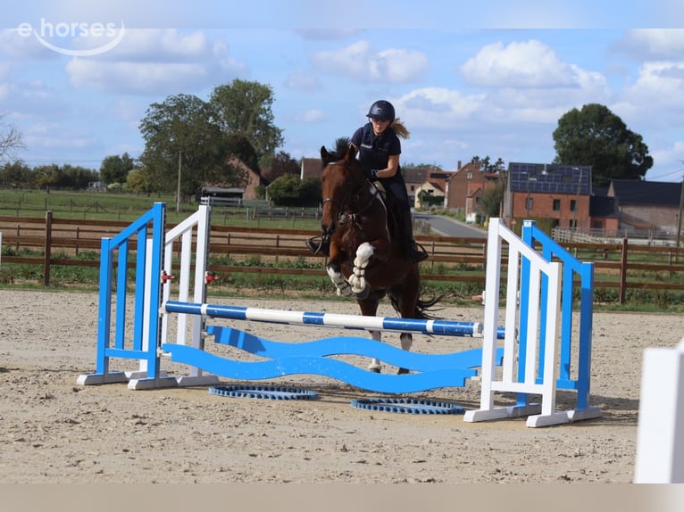 Cheval de sport irlandais Hongre 4 Ans 160 cm Pinto in Pepingen