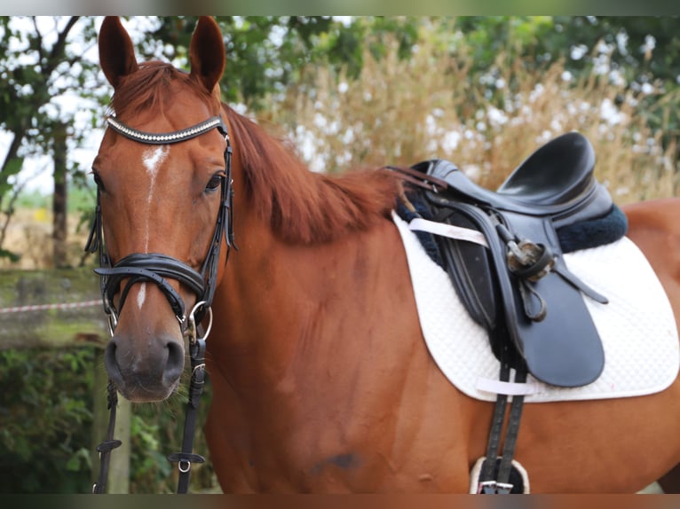 Cheval de sport irlandais Croisé Hongre 4 Ans 162 cm Alezan in Uelsen