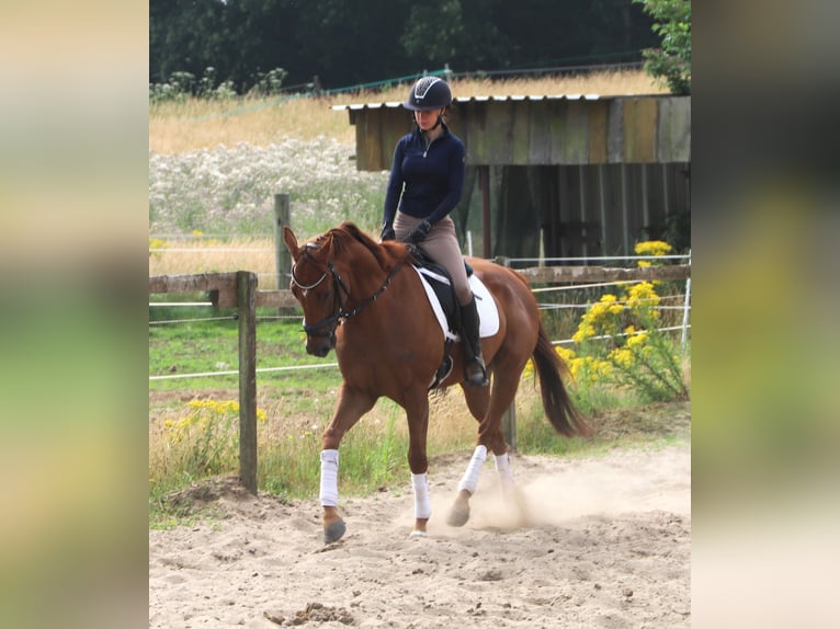 Cheval de sport irlandais Croisé Hongre 4 Ans 162 cm Alezan in Uelsen