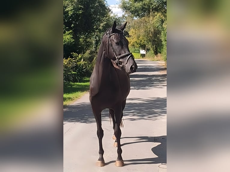 Cheval de sport irlandais Hongre 4 Ans 162 cm Noir in Lage