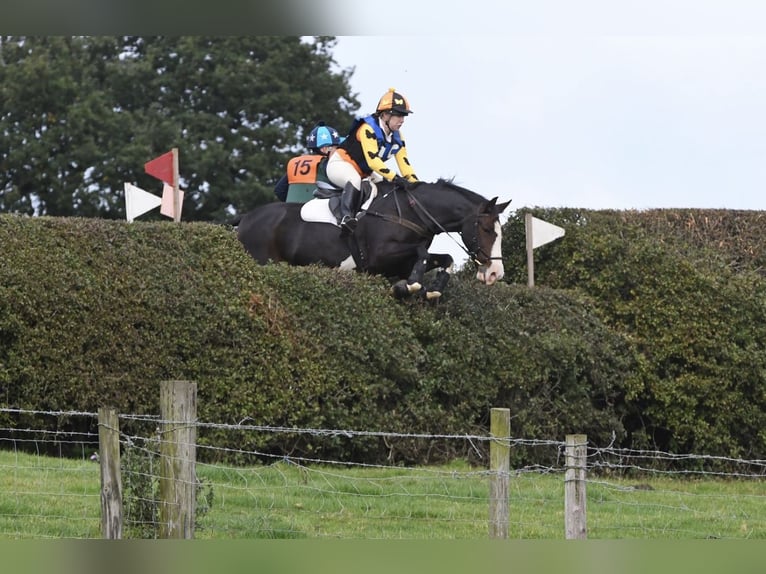 Cheval de sport irlandais Hongre 4 Ans 163 cm Alezan in Banbury