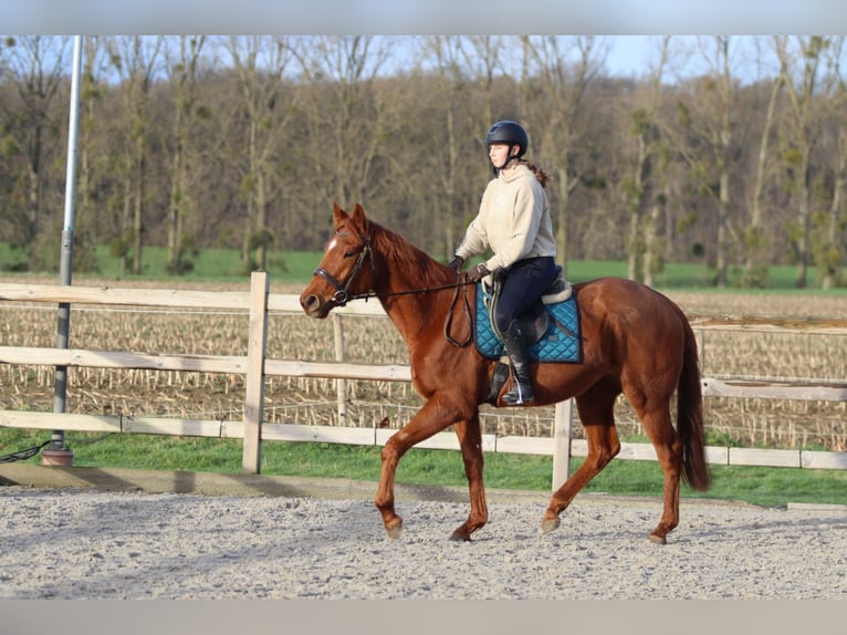 Cheval de sport irlandais Hongre 4 Ans 164 cm Alezan brûlé in Bogaarden