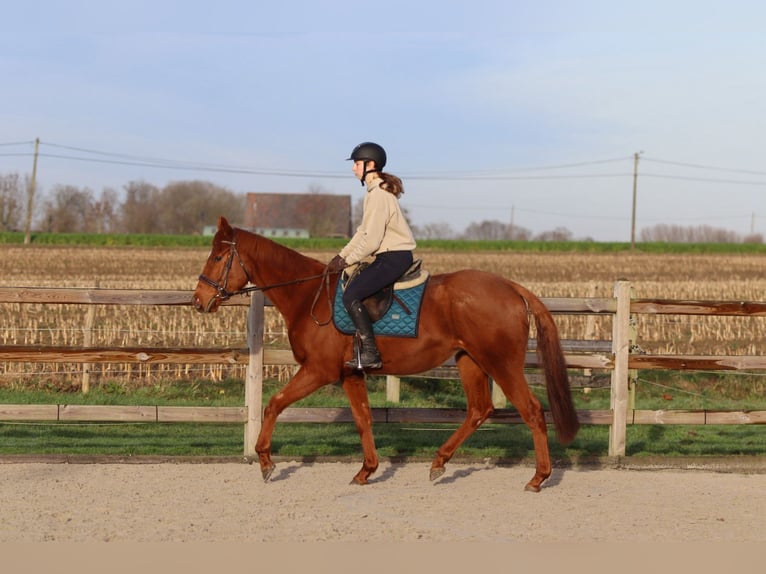Cheval de sport irlandais Hongre 4 Ans 164 cm Alezan brûlé in Bogaarden