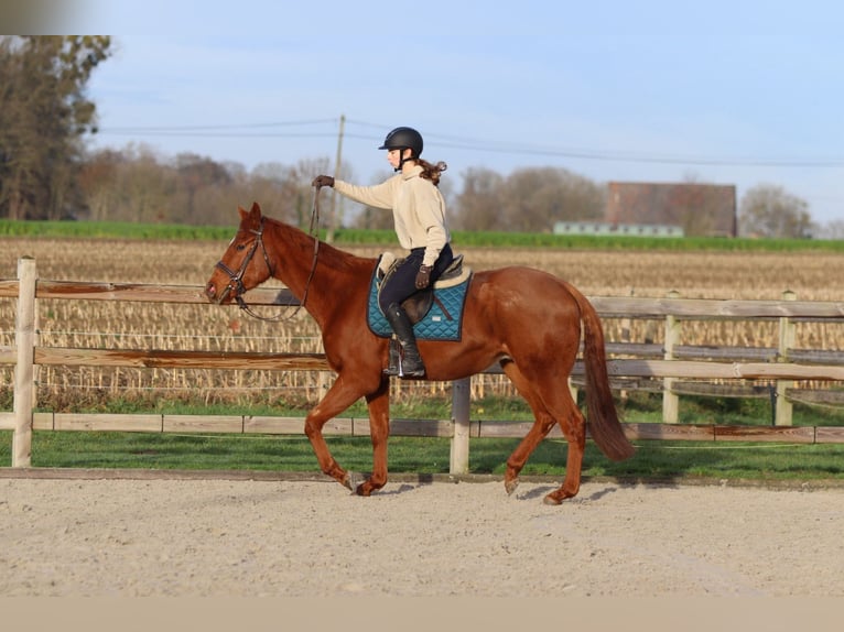 Cheval de sport irlandais Hongre 4 Ans 164 cm Alezan brûlé in Bogaarden