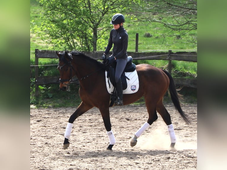 Cheval de sport irlandais Croisé Hongre 4 Ans 164 cm Bai in Uelsen