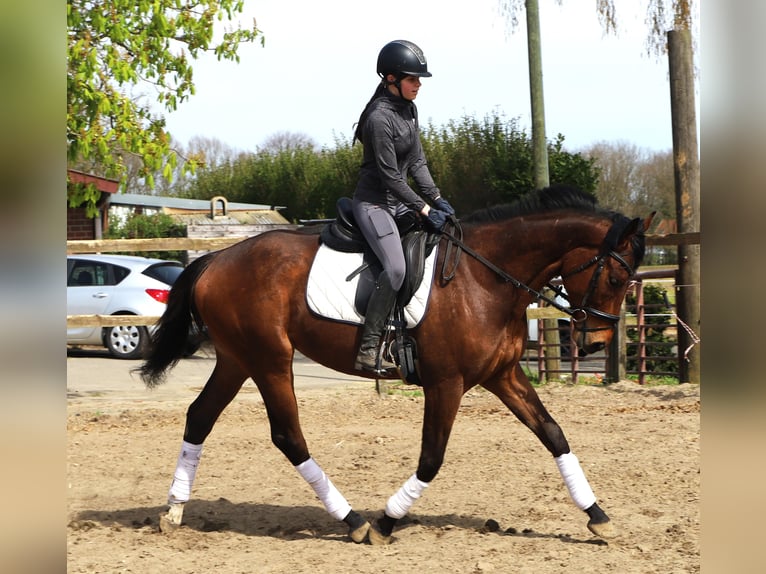 Cheval de sport irlandais Croisé Hongre 4 Ans 164 cm Bai in Uelsen