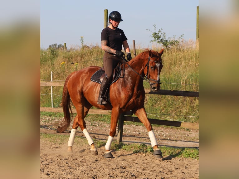 Cheval de sport irlandais Croisé Hongre 4 Ans 164 cm  in Uelsen