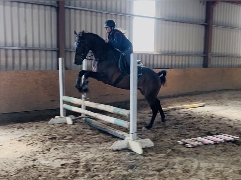 Cheval de sport irlandais Hongre 4 Ans 168 cm Bai cerise in Sligo