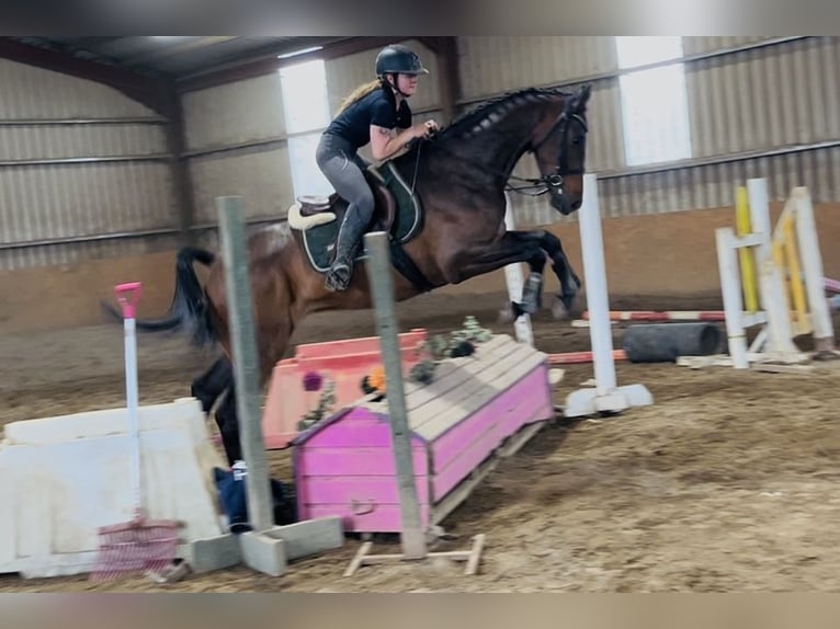 Cheval de sport irlandais Hongre 4 Ans 168 cm Bai cerise in Sligo