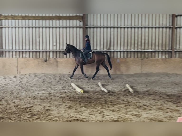 Cheval de sport irlandais Hongre 4 Ans 168 cm Bai cerise in Sligo