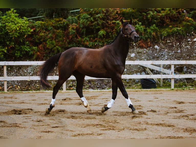 Cheval de sport irlandais Hongre 4 Ans 168 cm Bai in Cork