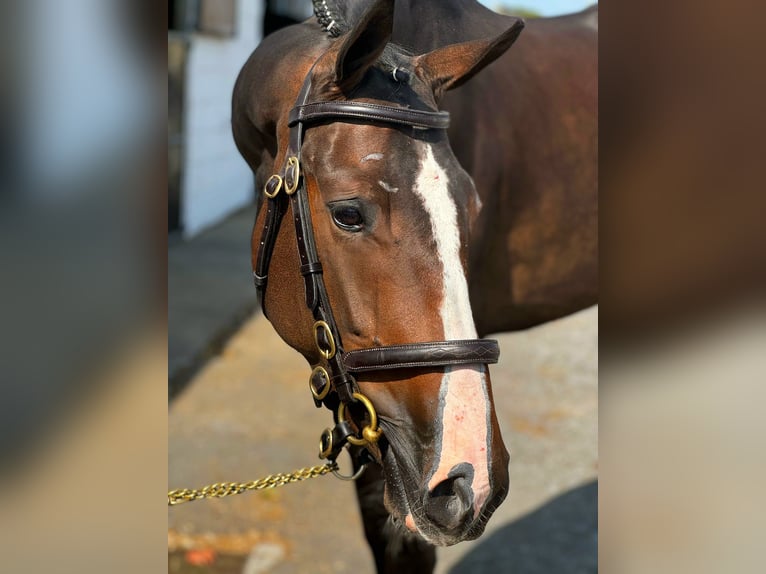 Cheval de sport irlandais Hongre 4 Ans 170 cm Bai brun in Longford