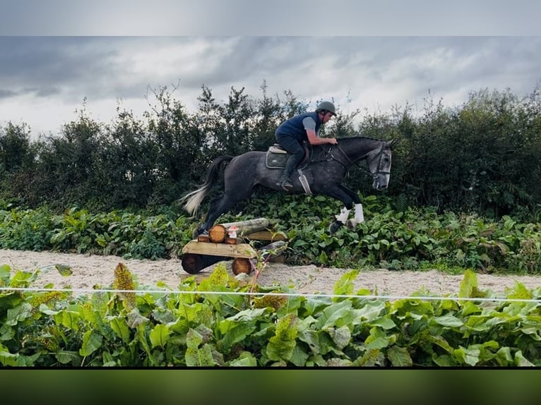 Cheval de sport irlandais Hongre 4 Ans 170 cm Gris in Sligo