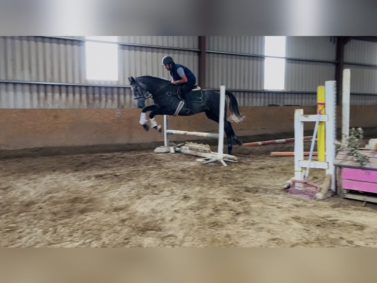 Cheval de sport irlandais Hongre 4 Ans 170 cm Gris in Sligo