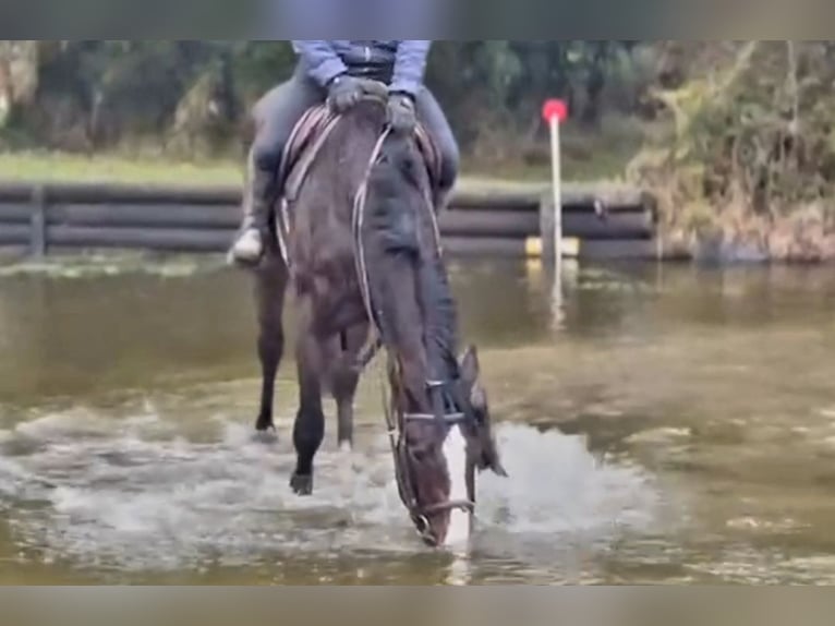 Cheval de sport irlandais Hongre 4 Ans 173 cm Bai brun in Longford
