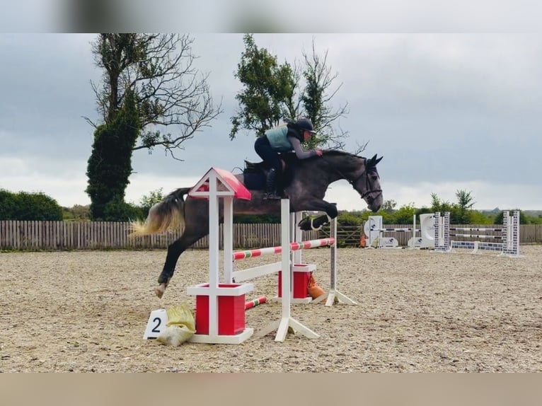 Cheval de sport irlandais Hongre 4 Ans 173 cm Gris in Mountrath, Co. Laois