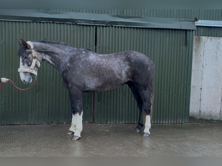 Cheval de sport irlandais Hongre 4 Ans 173 cm Gris in Sligo