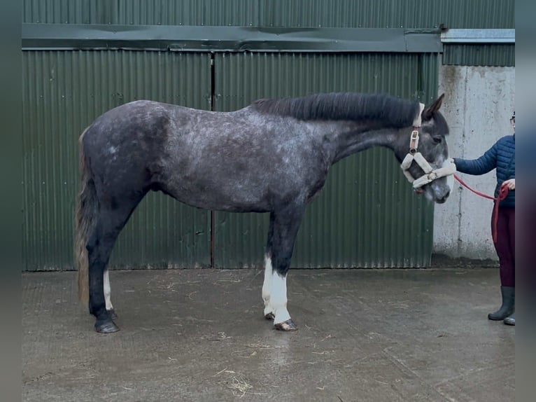 Cheval de sport irlandais Hongre 4 Ans 173 cm Gris in Sligo