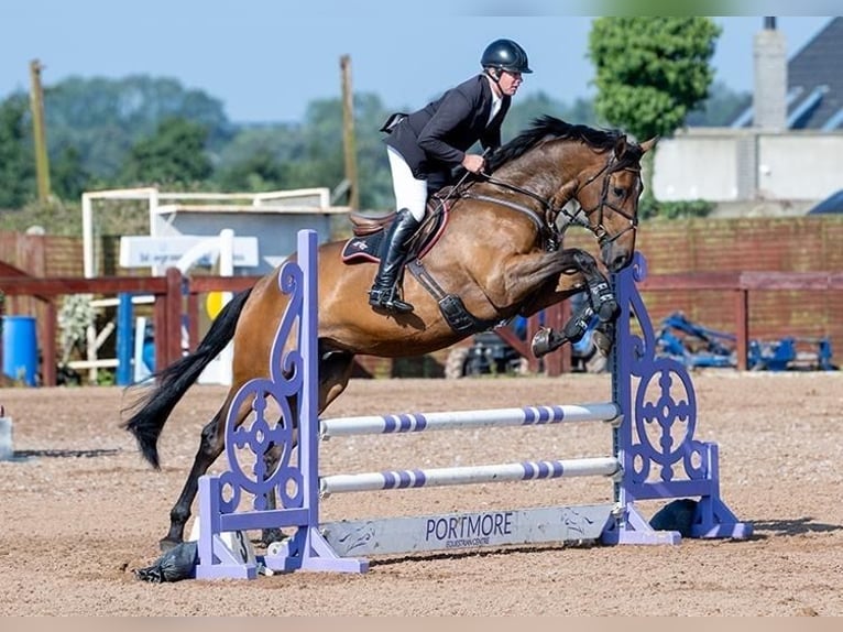 Cheval de sport irlandais Hongre 4 Ans 175 cm Bai cerise in Ballygowan