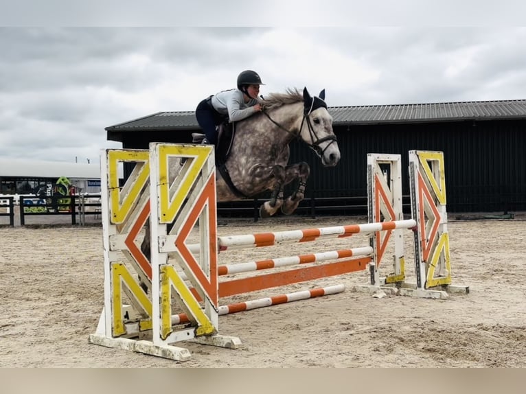 Cheval de sport irlandais Hongre 4 Ans Gris pommelé in Raheen