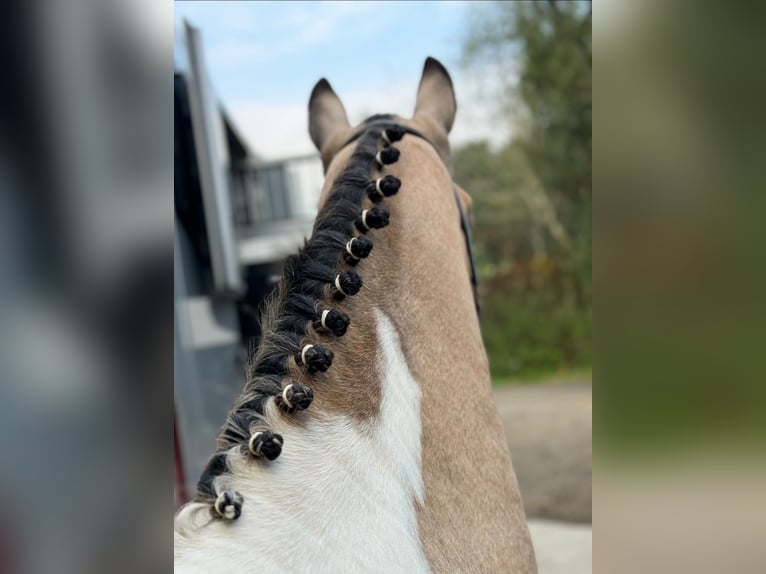 Cheval de sport irlandais Hongre 5 Ans 148 cm Isabelle in Down