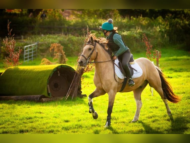 Cheval de sport irlandais Hongre 5 Ans 148 cm Isabelle in Down