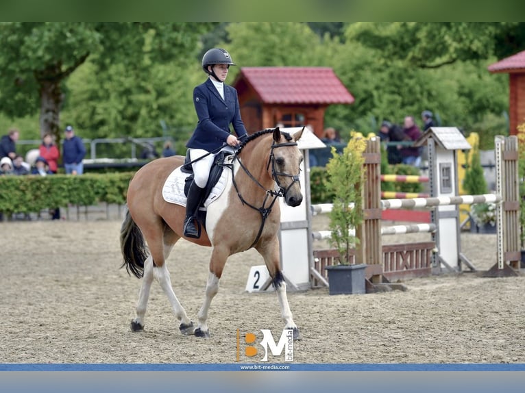 Cheval de sport irlandais Hongre 5 Ans 148 cm Isabelle in Cork