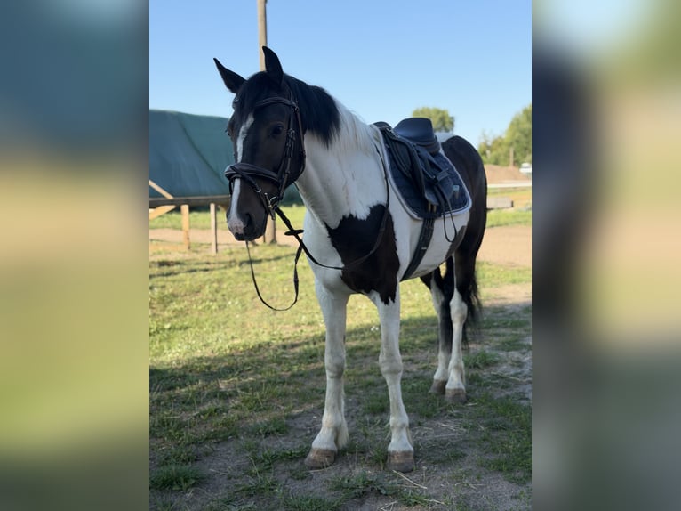 Cheval de sport irlandais Croisé Hongre 5 Ans 150 cm Pinto in Trebbin