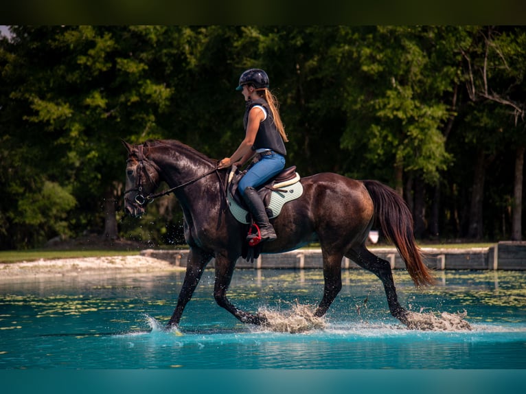 Cheval de sport irlandais Croisé Hongre 5 Ans 152 cm Buckskin in Ocala