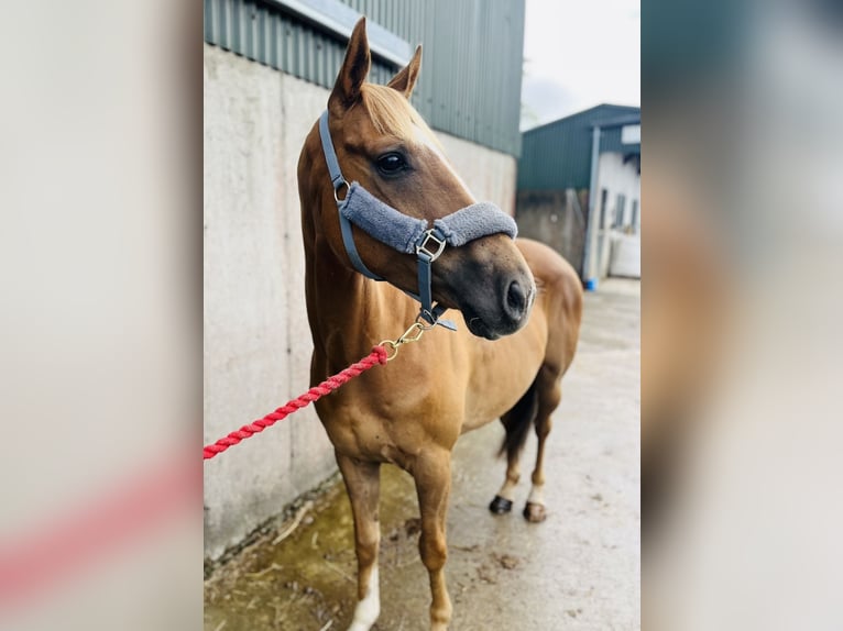Cheval de sport irlandais Hongre 5 Ans 153 cm Alezan brûlé in Sligo