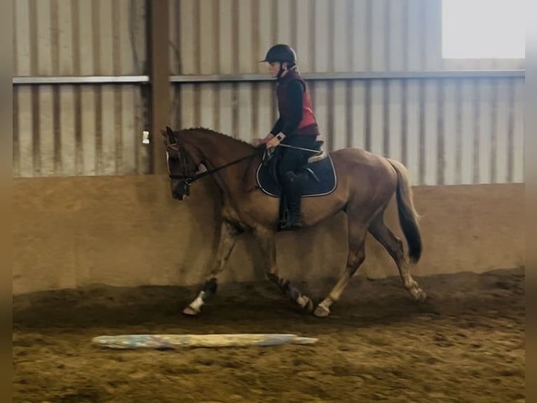 Cheval de sport irlandais Hongre 5 Ans 153 cm Alezan brûlé in Sligo