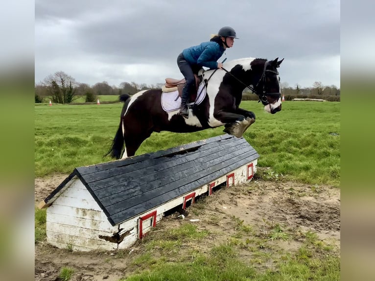 Cheval de sport irlandais Croisé Hongre 5 Ans 153 cm Léopard in Laois