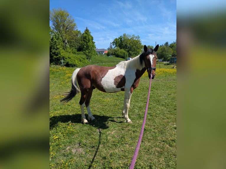 Cheval de sport irlandais Croisé Hongre 5 Ans 155 cm Pinto in Oberhaching