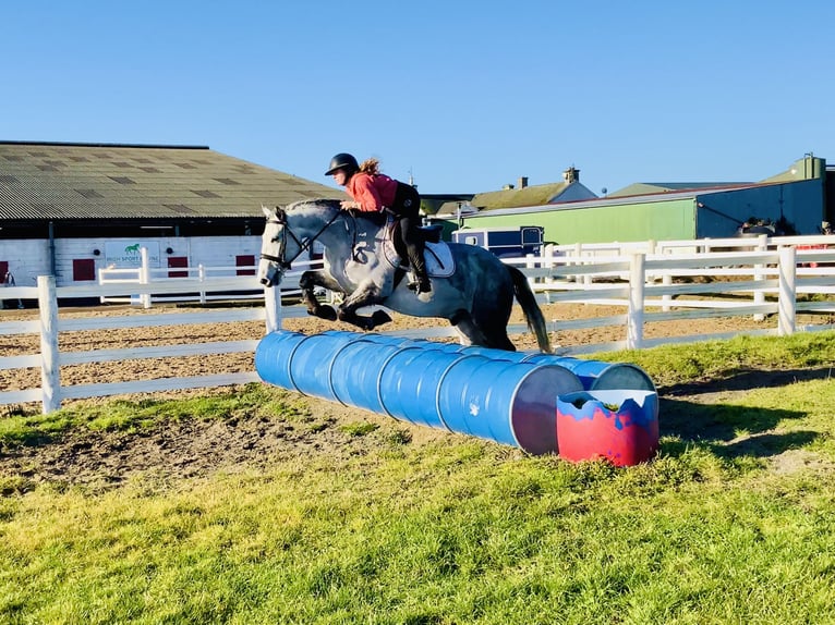 Cheval de sport irlandais Hongre 5 Ans 158 cm Gris pommelé in Mountrath