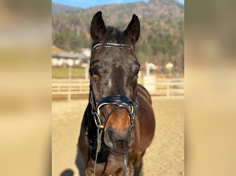 Cheval de sport irlandais Hongre 5 Ans 160 cm Bai brun in Gummern
