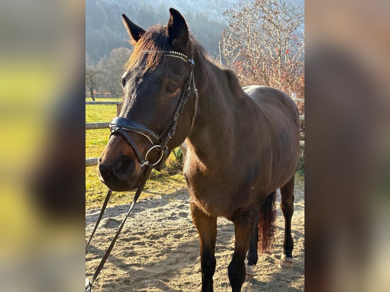 Cheval de sport irlandais Hongre 5 Ans 160 cm Bai brun in Gummern