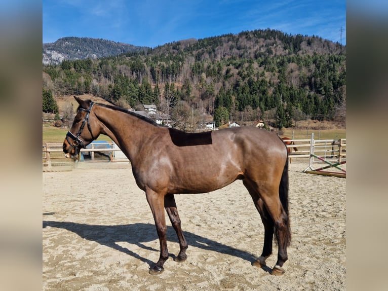 Cheval de sport irlandais Hongre 5 Ans 162 cm Bai brun in Gummern